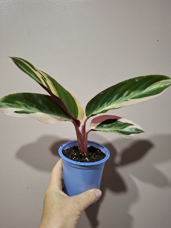 Строманты, Хлорофитум, Отросток монстеры, Молочай эуфорбия, Кампелия 3