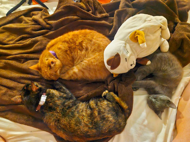 котёнок Иви дымчатый мальчик для дома, около 3 месяцев 3