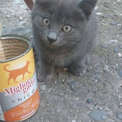 Котёнок Бампси