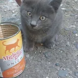 Котёнок Бампси 1