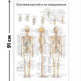 Настенные плакаты анатомии 2