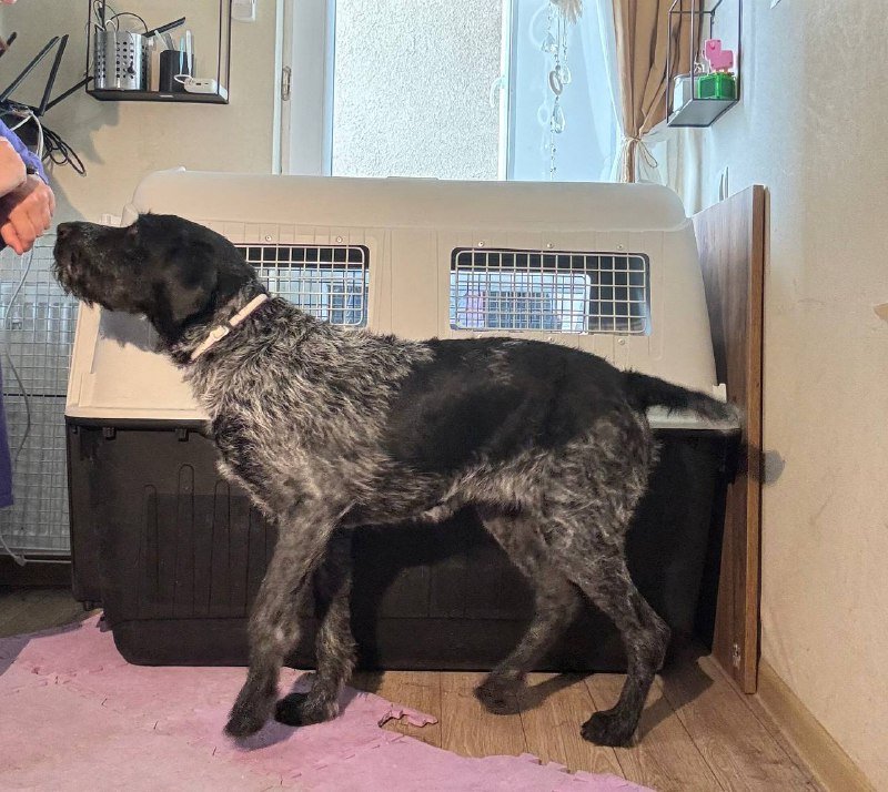 Переноска Ferplast Atlas 80, матрас и колесики для крупной собаки 3