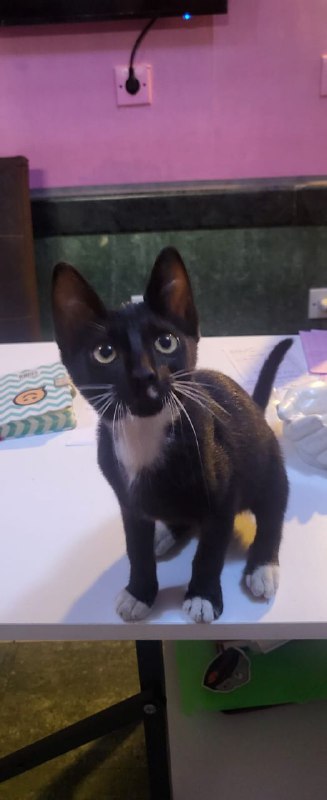 Котик в любящие руки