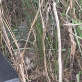 Котёнок ищет доброго хозяина 1