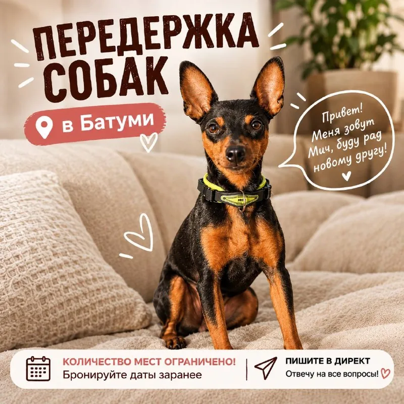 Домашняя передержка собак в Батуми