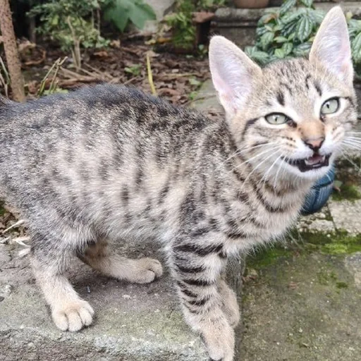Котята ищут дом