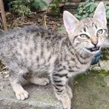 Котята ищут дом 1
