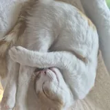 Котята 6