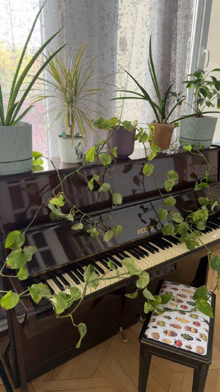 Растения, Манстера большая