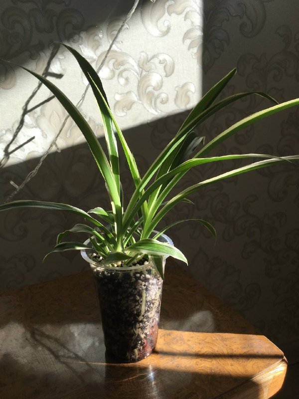 Комнатное растение, солнечные очки, наколенник, зонтик, пододеяльник, бутылка, коралки, шапочка, плюшевый мишка 2