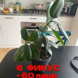 Монстеры, фикусы 7