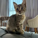 Котенок 3