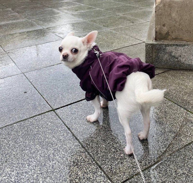 Комбинезон, шлейка, корм Monge Vet Solution, поилка для собак