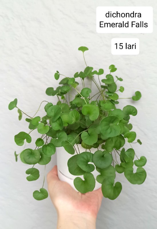 Комнатные растения 2
