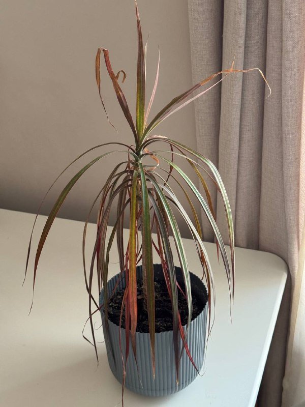 Растение пальма Драцена маргината в горшке 2