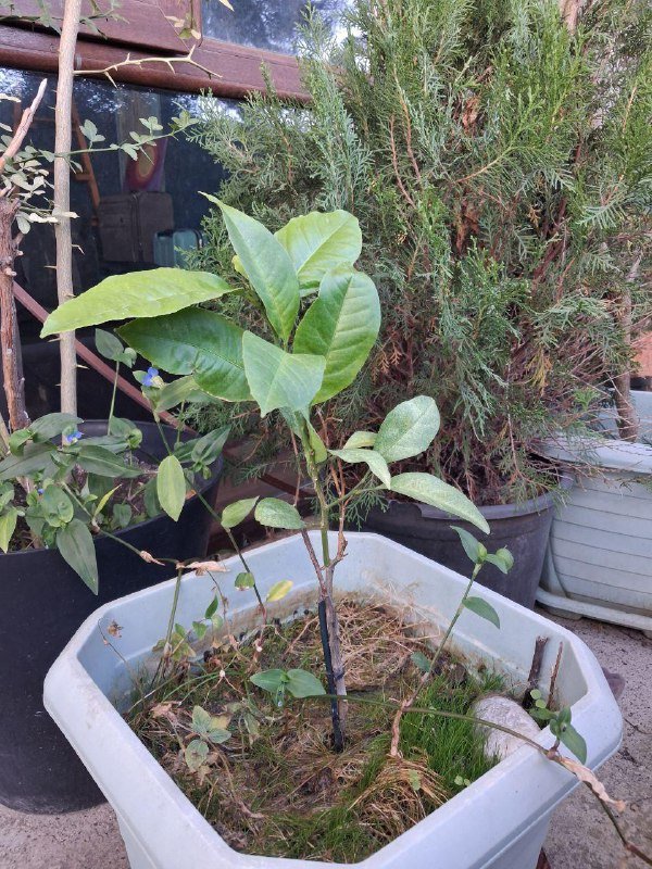 Лимон, Камелия, Можжевельник, Виноград, Нандина, Роза, Олеандр, Авокадо, Мушмула, Аукба, Кипарисовик, Фикус микрокарпа, Каркас качели 9