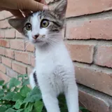 Котенок Космо 3