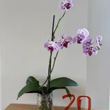 Орхидеи 2