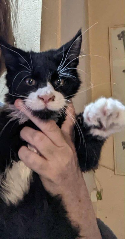 Котята мейнкуны 3 месяца привитые воспитанные 4