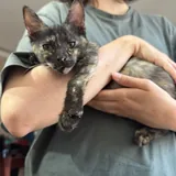 Котёнок 6