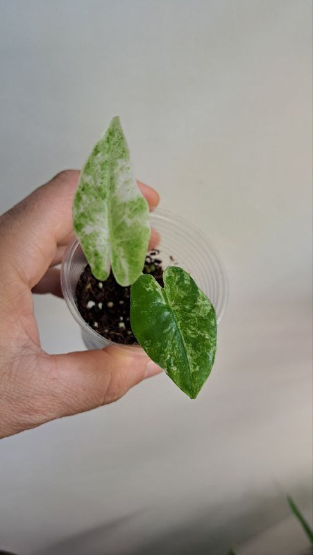 Аглаонема, коладиум, пиннатум марбл, алоказия, платицериум, хойя, монстера 6