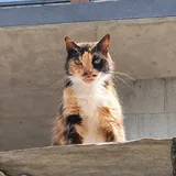 Кошечка Вуса ищет дом 5
