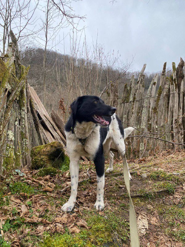 Собака Коко ищет дом