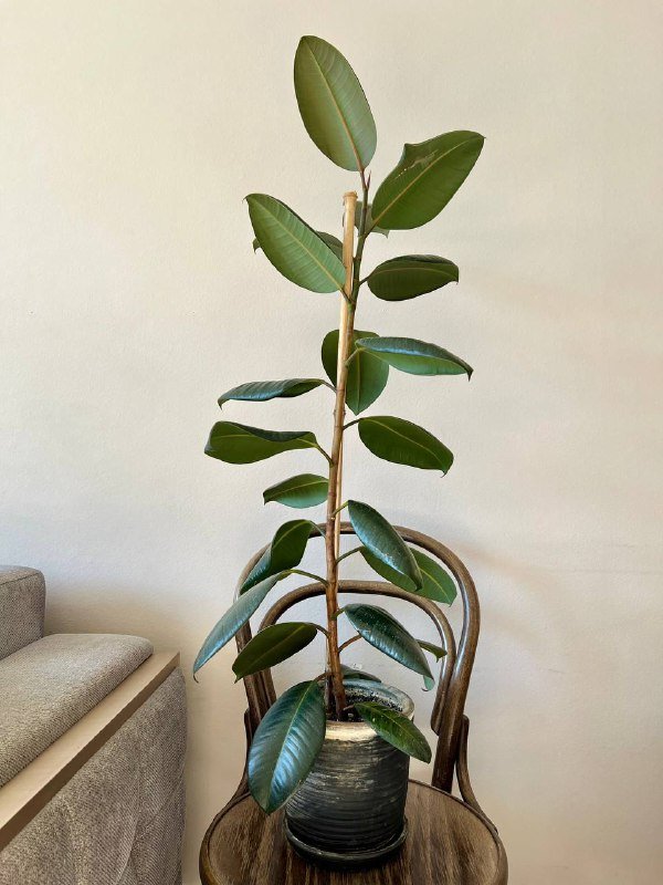 Набор садовой мебели со столом и двумя стульями 6