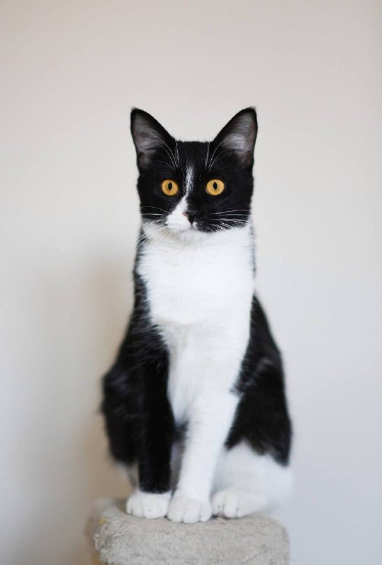 Котенок Малифисента 7 мес стерилизована вакцинирована 6