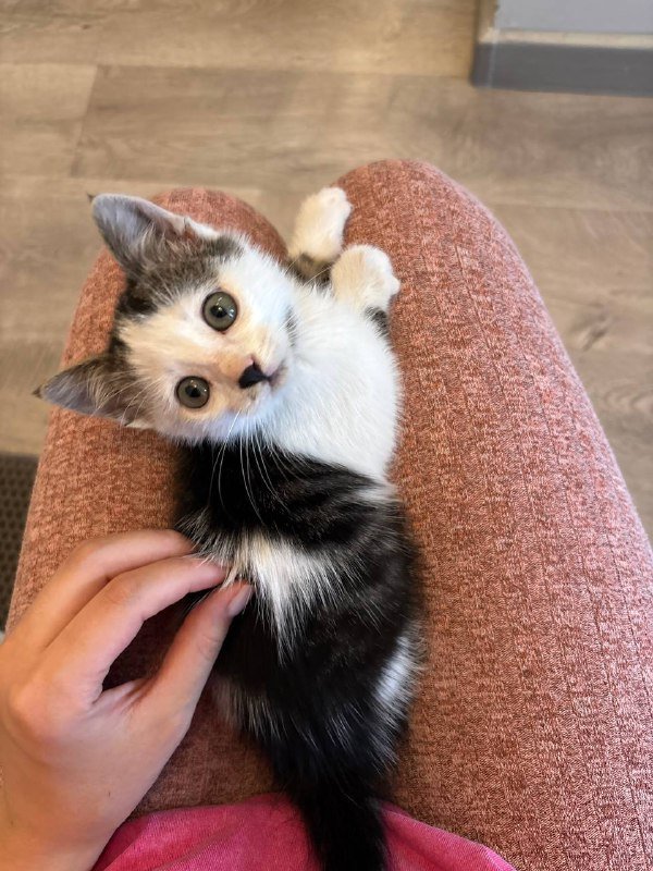 Котёнок мальчик 2 месяца 3