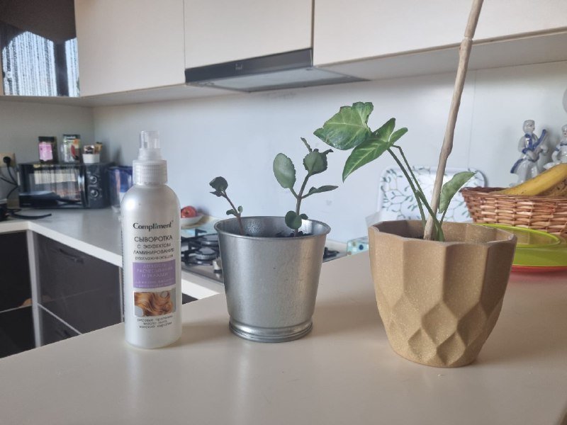 Сингониум, Каланхоэ, горшки, керамзит 3