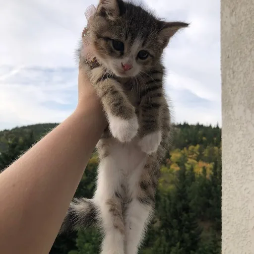 Два котёнка ищут дом