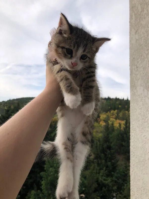 Два котёнка ищут дом 1