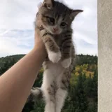 Два котёнка ищут дом 1