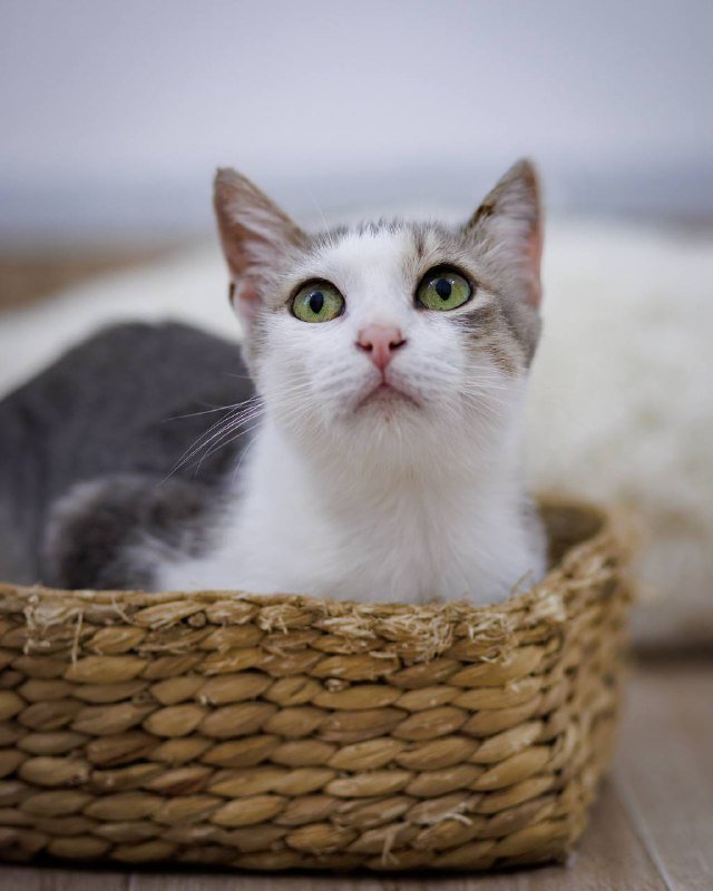 Кошка Ария в добрые руки 3