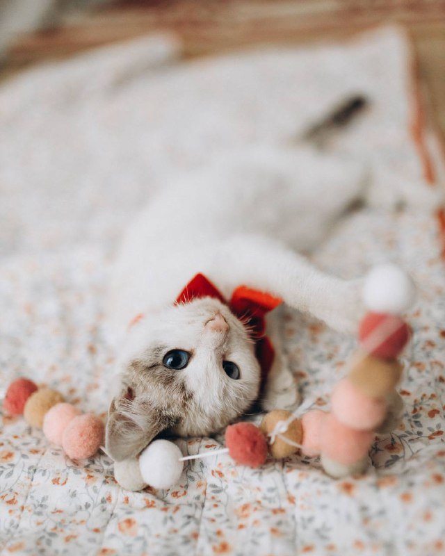 Котёнок голубоглазый ищет семью