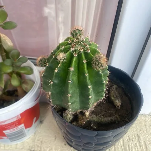 Кактус, суккулент