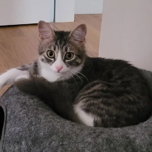 Кошка Белка