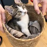 Kitten looking for a home 2