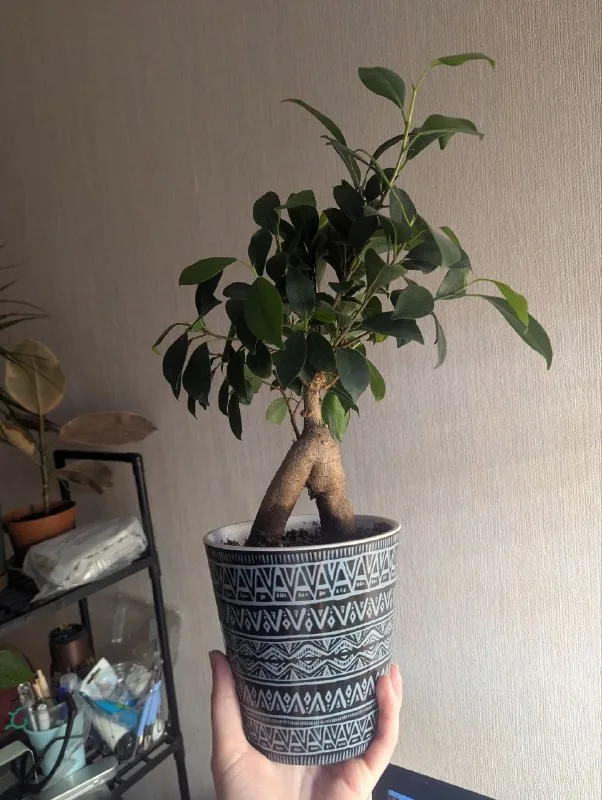 Дерево бонсай с горшком