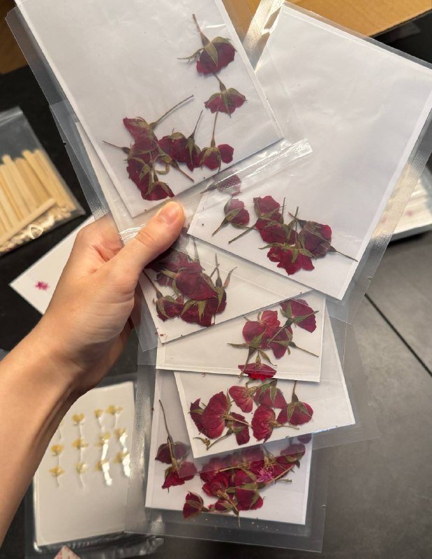 Розы в открытой упаковке 3