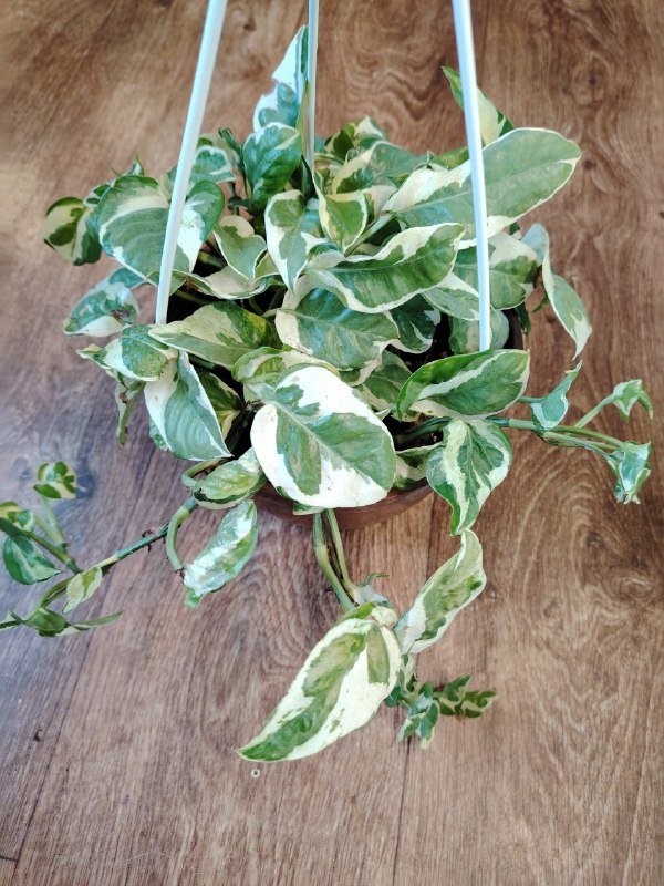 Комнатные растения 4