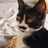 Кошка Звёздочка 4