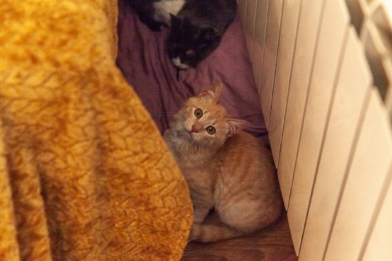 Котёнок ищет дом 4