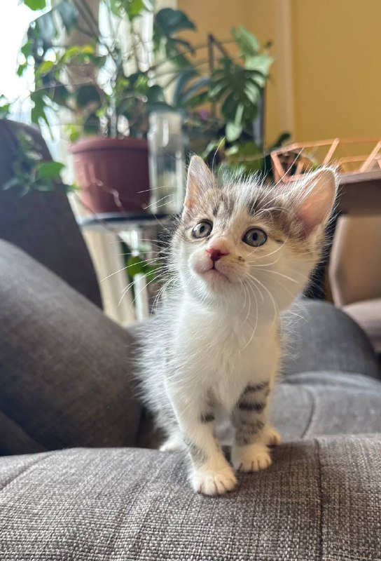 Котята мальчик и девочка