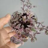 Комнатные растения: роули, традесканция, аспарагус, монстеры и другие 5