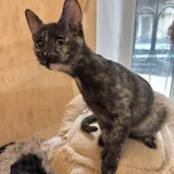 Котёнок 2