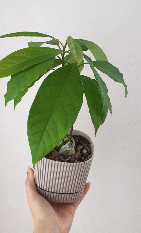 Молодое растение авокадо в горшке 4