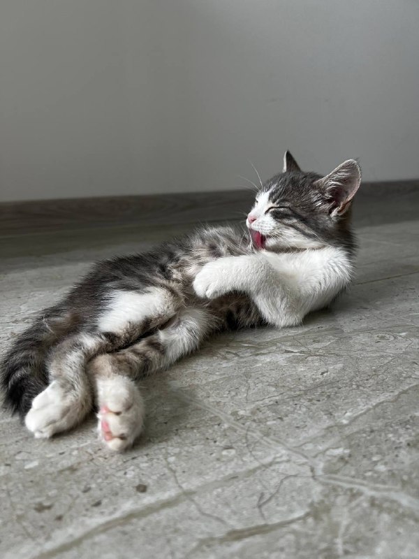 Котёнок, ласковая девочка ищет дом 3