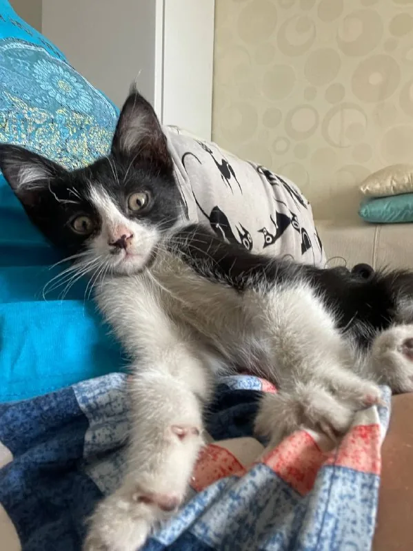 Котенок в добрые руки 1